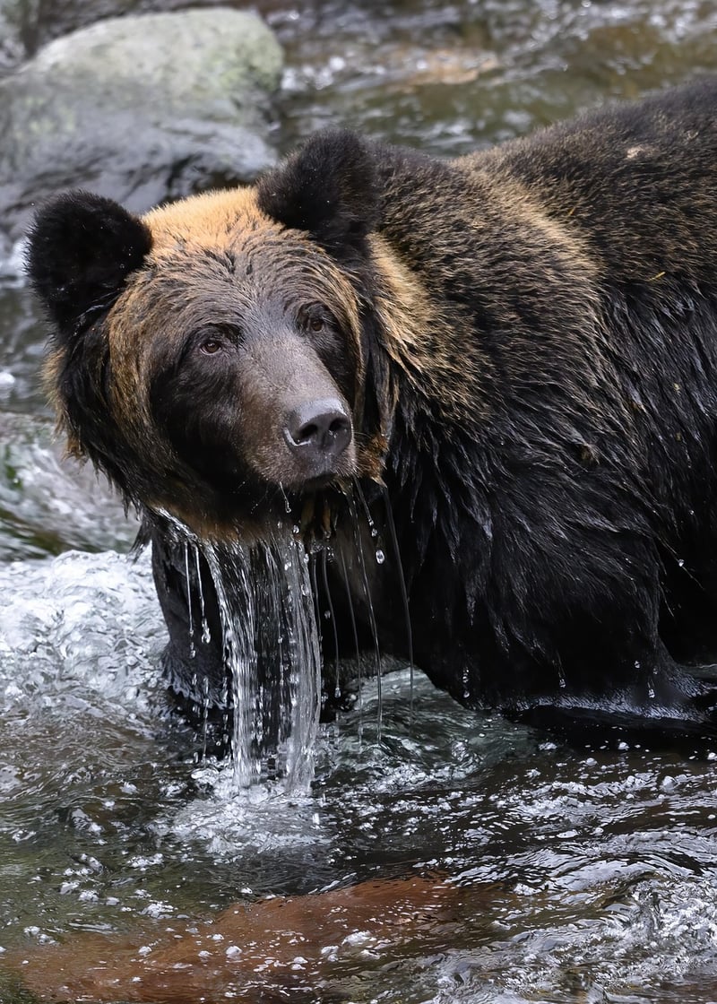 Bear Grylls